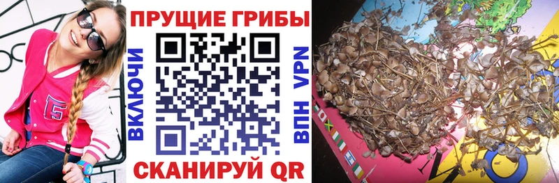 Галлюциногенные грибы Psilocybine cubensis  Дербент 